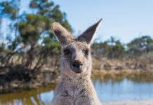 The government issues new plan restore trust in Australia’s finance sector