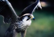 CrowdStrike launces $20m fund in partnership with Accel
