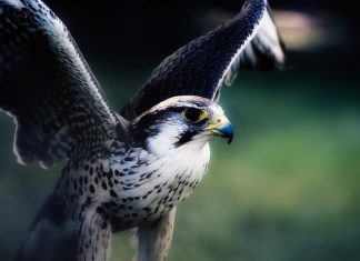 CrowdStrike launces $20m fund in partnership with Accel