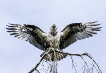 Steele Compliance acquires Osprey Compliance Software