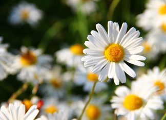 Risk management for insurance Daisy Intelligence collects $10m Series A