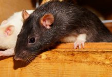 Lloyds Bank builds “The Rat” to sniff out fraudsters before they attack