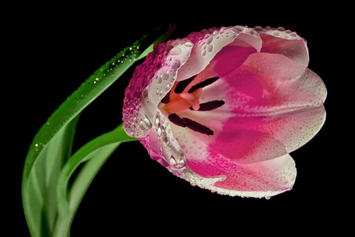tulip-611613_1920