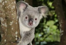 Australian senate officially launches committee to look into how FinTech and RegTech can thrive Down Under