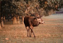 Red Deer deploys MiFID II compliance tools to wealth management firm