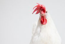 Credit and debit card details exposed in potential Church’s Chicken hack attack