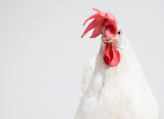 Credit and debit card details exposed in potential Church’s Chicken hack attack