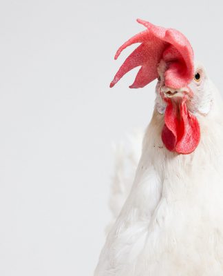 Credit and debit card details exposed in potential Church’s Chicken hack attack