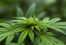 Cannabis compliance platform Shield scores $5m in Series A