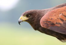 hawk:AI partners with PwC to help financial institutions investigate fraud