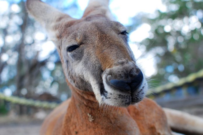 kangaroo-1209951_1280