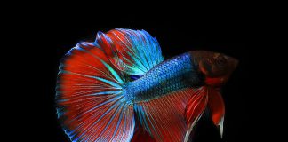 PNC Bank and Venmo fight highlights the debate about introducing open banking rules in the US