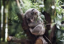 Australian and UK regulators team up to fight money laundering and terrorism financing