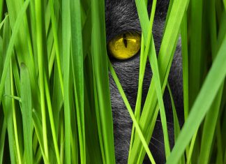 Hacker can stay undetected for three months within your system