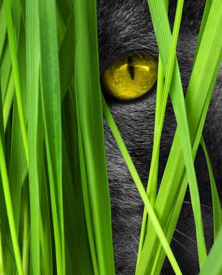 Hacker can stay undetected for three months within your system