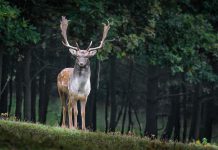 Red Deer teams up with Cappitech to improve MiFID II compliance