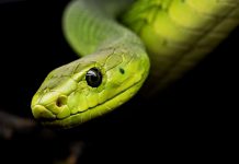 Researchers warn about new ransomware Snake