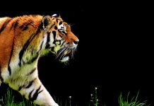 FinTech TigerWit gears up for Asian expansion after securing financial services licence in Hong Kong