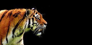 FinTech TigerWit gears up for Asian expansion after securing financial services licence in Hong Kong