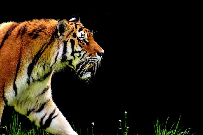 tiger-2320819_1280