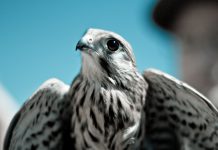 hawk:AI adds Ratepay as latest customer