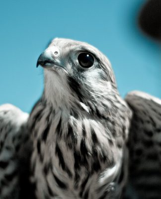 hawk:AI adds Ratepay as latest customer