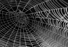 FINRA lists MirrorWeb on its compliance vendor directory