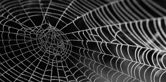 FINRA lists MirrorWeb on its compliance vendor directory