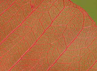 Fingopay and Reflow pilot to let consumers pay with their veins