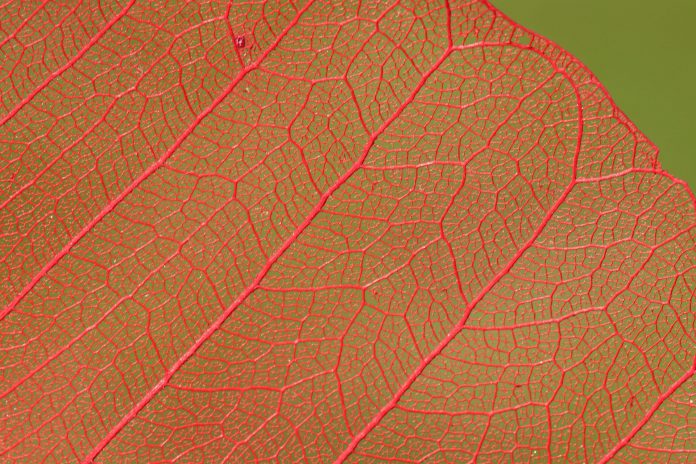 leaf-3345142_1920