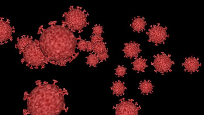 feline-corona-virus-4926162_1280