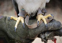 Cloud data platform NetApp acquires Talon Storage