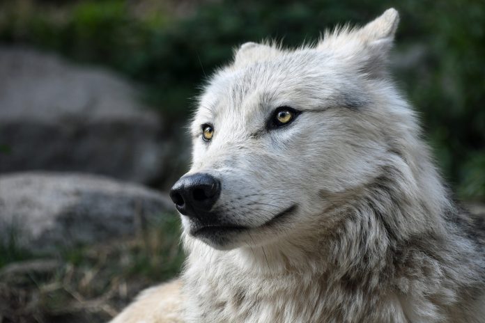 wolf-2826741_1920