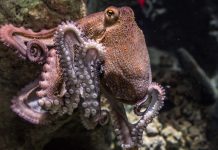 Cybersecurity platform Secret Double Octopus secures $15m in round