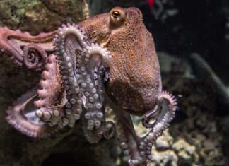 Cybersecurity platform Secret Double Octopus secures $15m in round