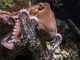 Cybersecurity platform Secret Double Octopus secures $15m in round