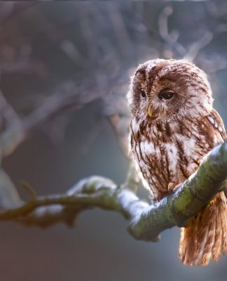 CyberOwl said to raise £1.8m in funding to support move into new vertical