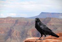 Open Raven bags $19.1m Series A, just months after coming out of stealth