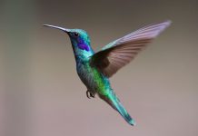 Hummingbird soars to $8.2m Series A close