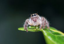 Arachnys tapped by contingent resourcing firm Momenta Group to provide KYC and AML services