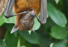 Spyderbat raises $2.4m in fudning as it preps for launch