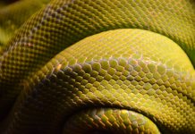 Email security startup IRONSCALES scores $8m in Series B round