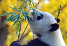 China is trialling its digital yuan