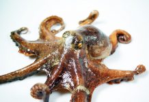 SC Ventures backs cybersecurity company Secret Double Octopus