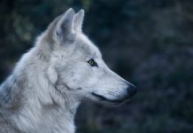 Arctic Wolf joins the unicorn club after closing $200m Series E