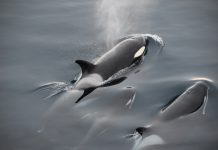 Orca Security nets $55m in its Series B round