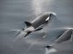 Orca Security nets $55m in its Series B round