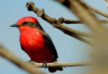Cybersecurity company Red Canary bags $81m to support its strong growth