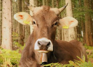 InsurTech startup Cowbell Cyber closes $20m Series A