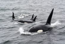 Orca Security becomes the latest member of the unicorn club